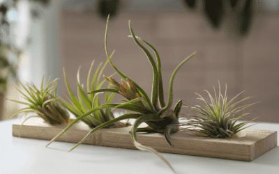 12 Gorgeous Tabletop Plants and How to Style Them