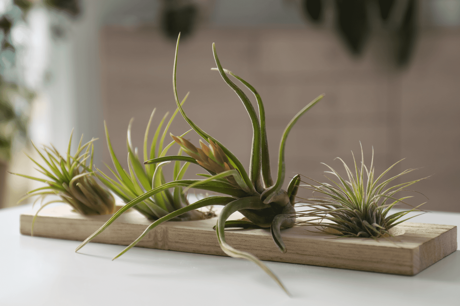 -air plants tillandsia on table oc succulents