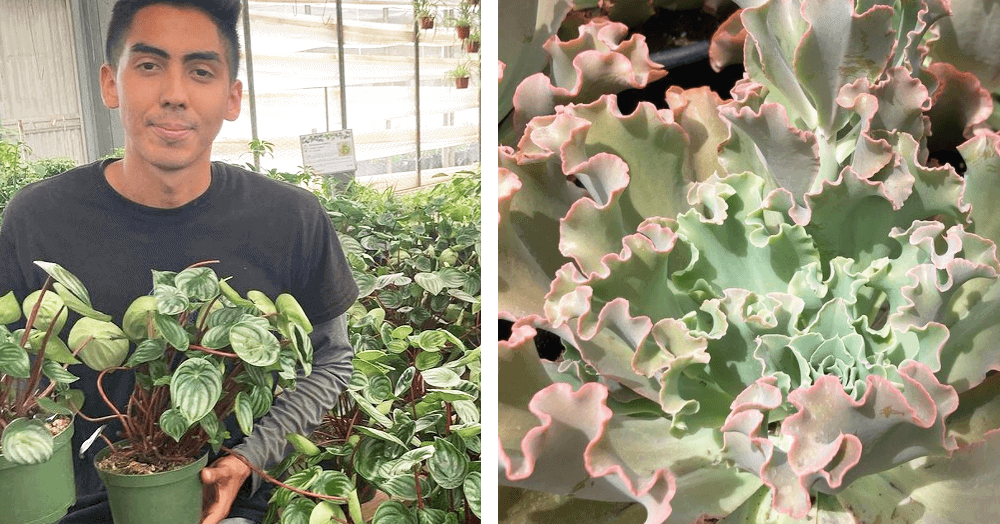 -peperomia and echeveria plants - oc succulents