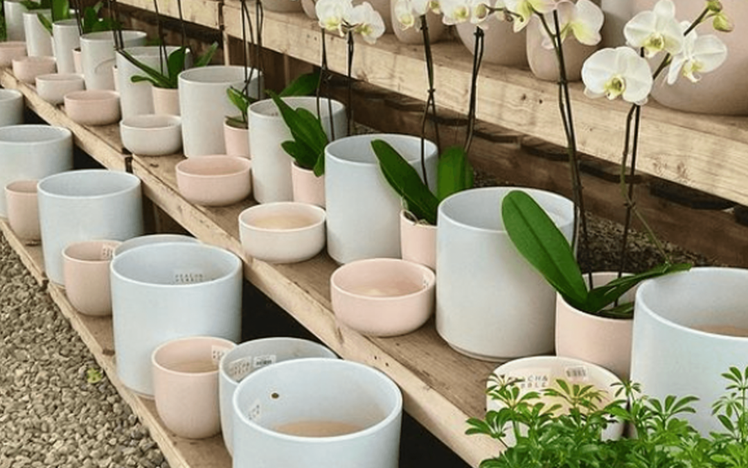 Complete Your Perfect Aesthetic with Our Plant Pottery Style Guide