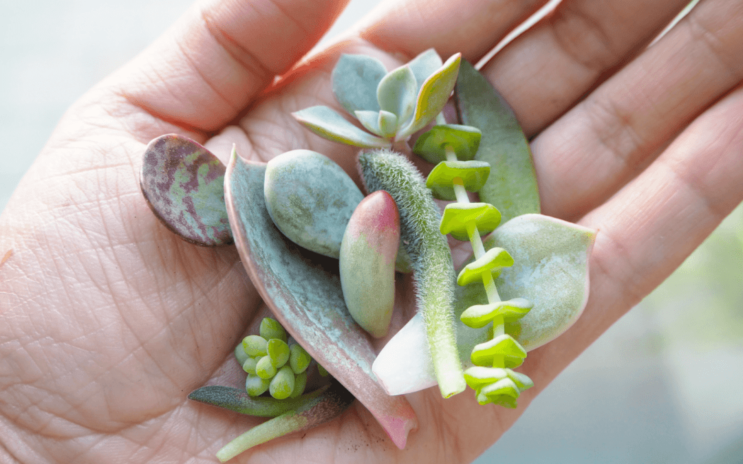 How to Propagate 12 of Your Favorite Succulents