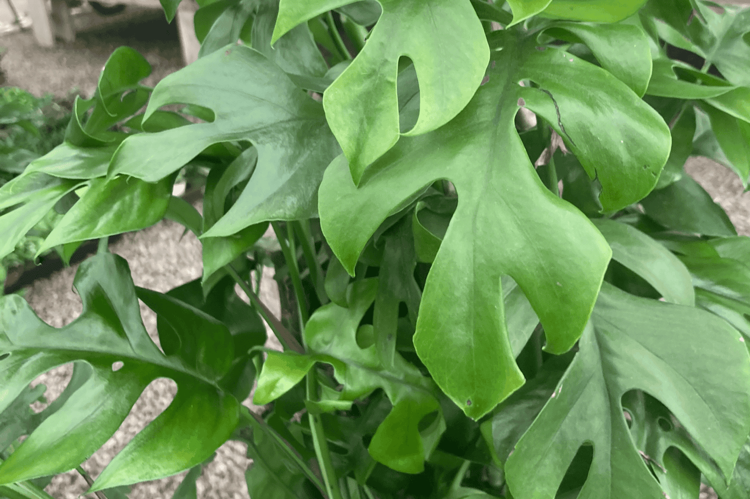 How to Grow, Support, and Train Monstera Plants so They Grow Mega Tall - OC  Succulents
