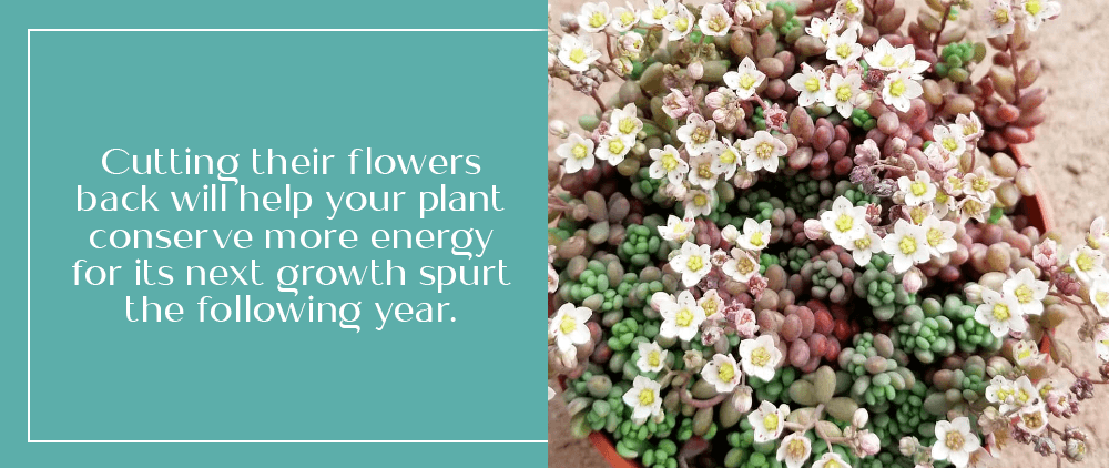 Cutting their flowers back will help your plant conserve more energy for its next growth spurt the following year - OC Succulents California