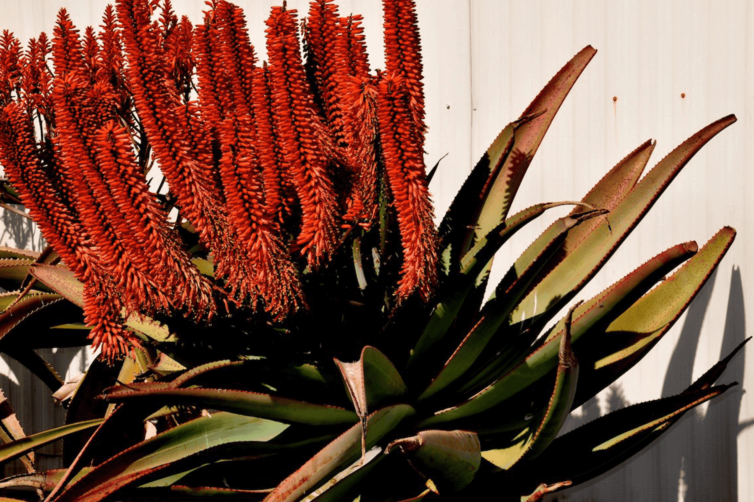 -OC Succulents - what to do when succulent blooms california- blooming succulent orange flowers