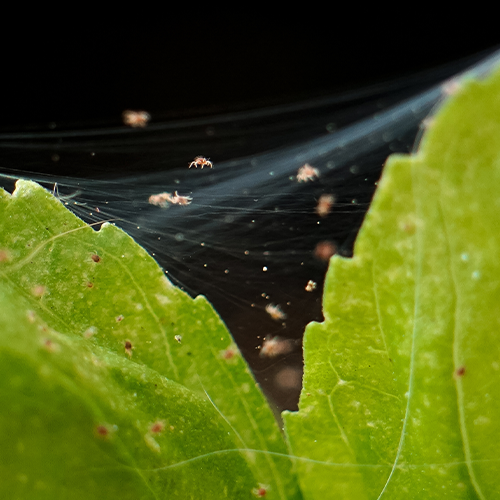 OC Succulents-California-Houseplant Pests-spider mites