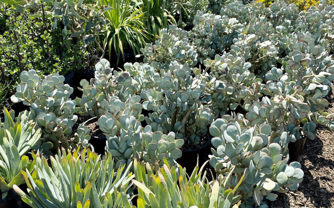 Why Succulents are the Key to Water Conservation in California