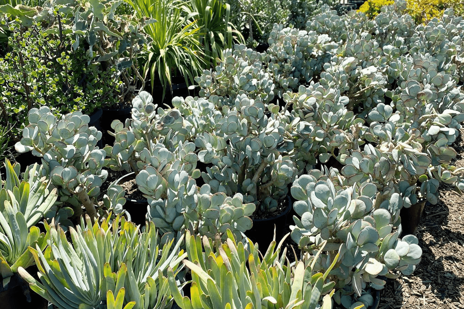 OC Succulents- California - Succulents and Water Conservation - Drought tolerant succulents for sale