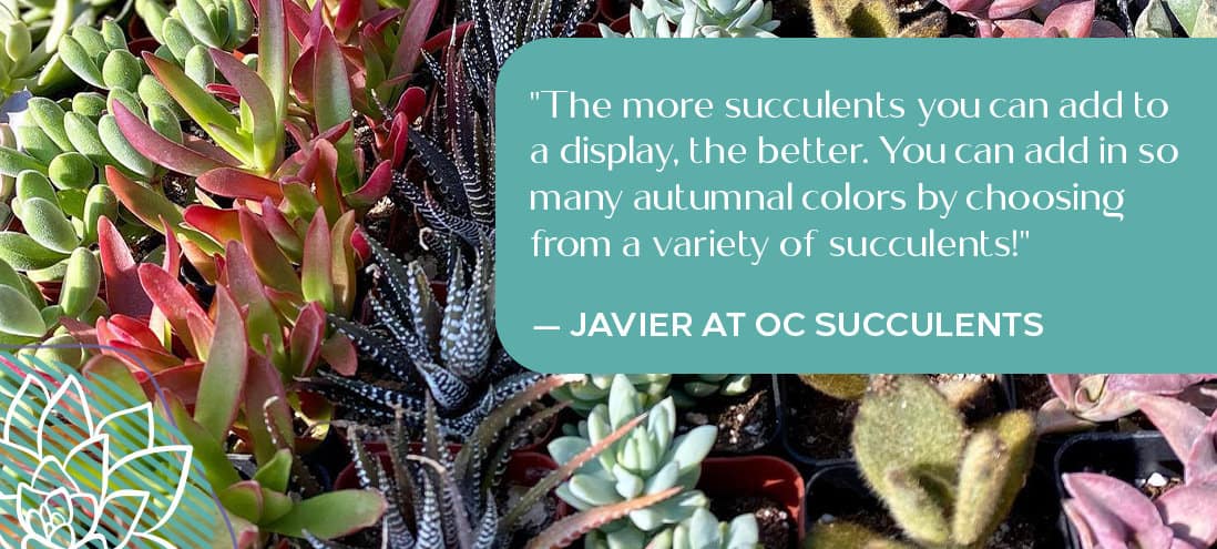 succulents with autumnal colors-OC Succulents-California