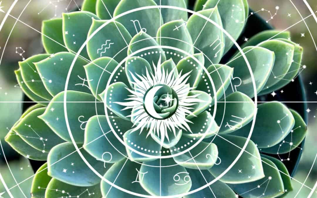 What Succulent Matches My Zodiac Sign?