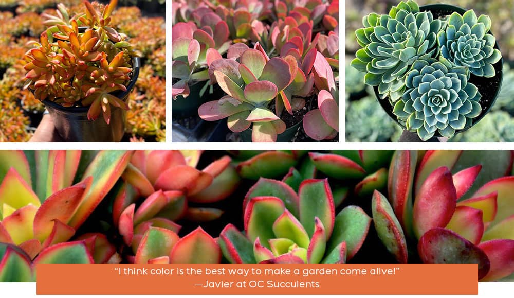 OC Succulents-California-Gorgeous Garden Themes Featuring Succulents-colorful theme