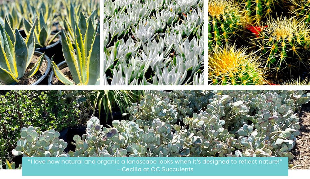 OC Succulents-California-Gorgeous Garden Themes Featuring Succulents-natural theme