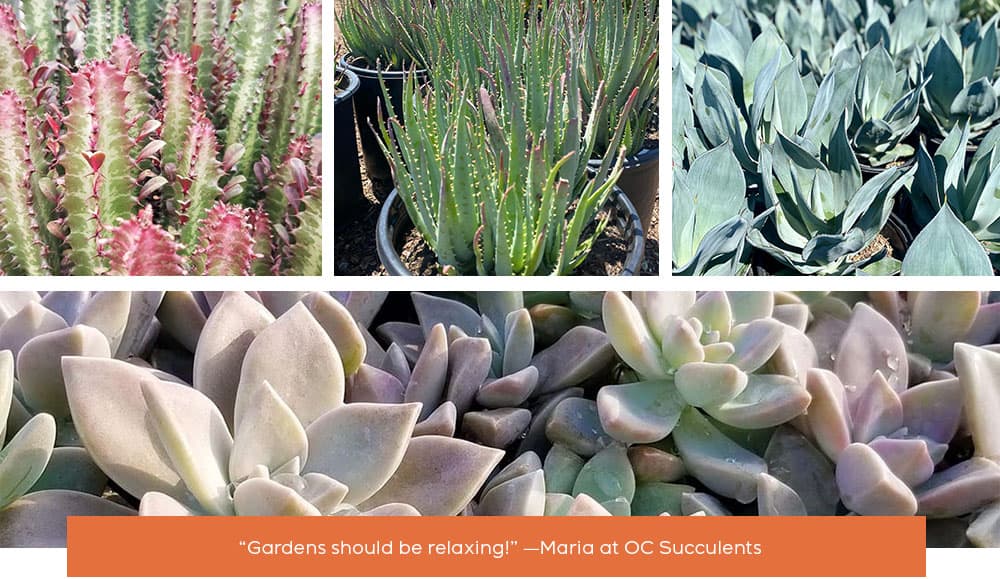 OC Succulents-California-Gorgeous Garden Themes Featuring Succulents-serene theme