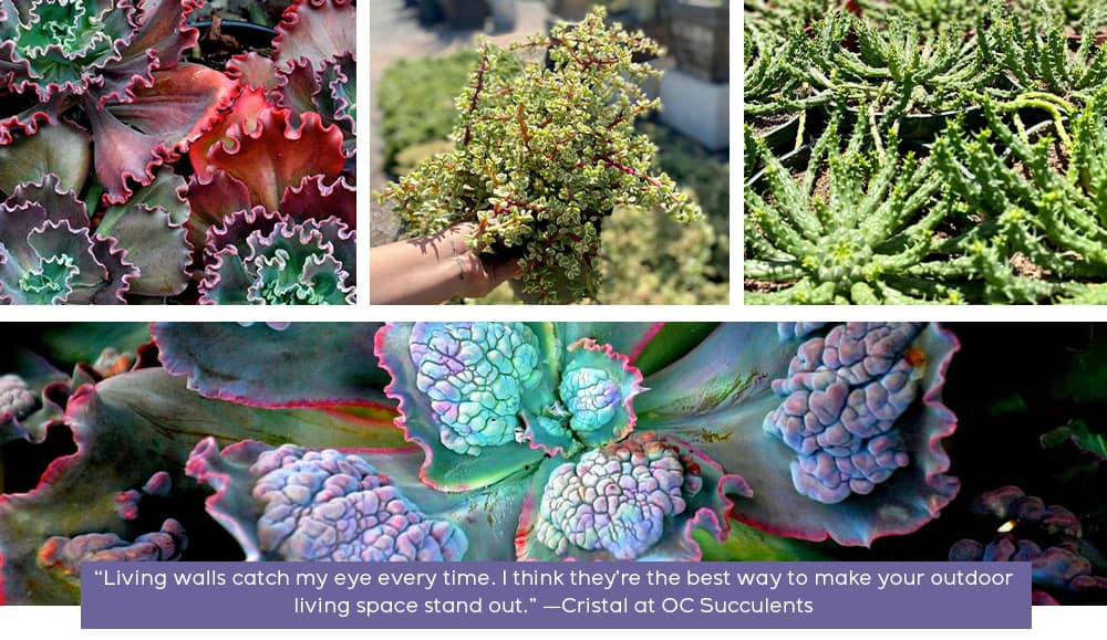OC Succulents-California-Gorgeous Garden Themes Featuring Succulents-textured theme