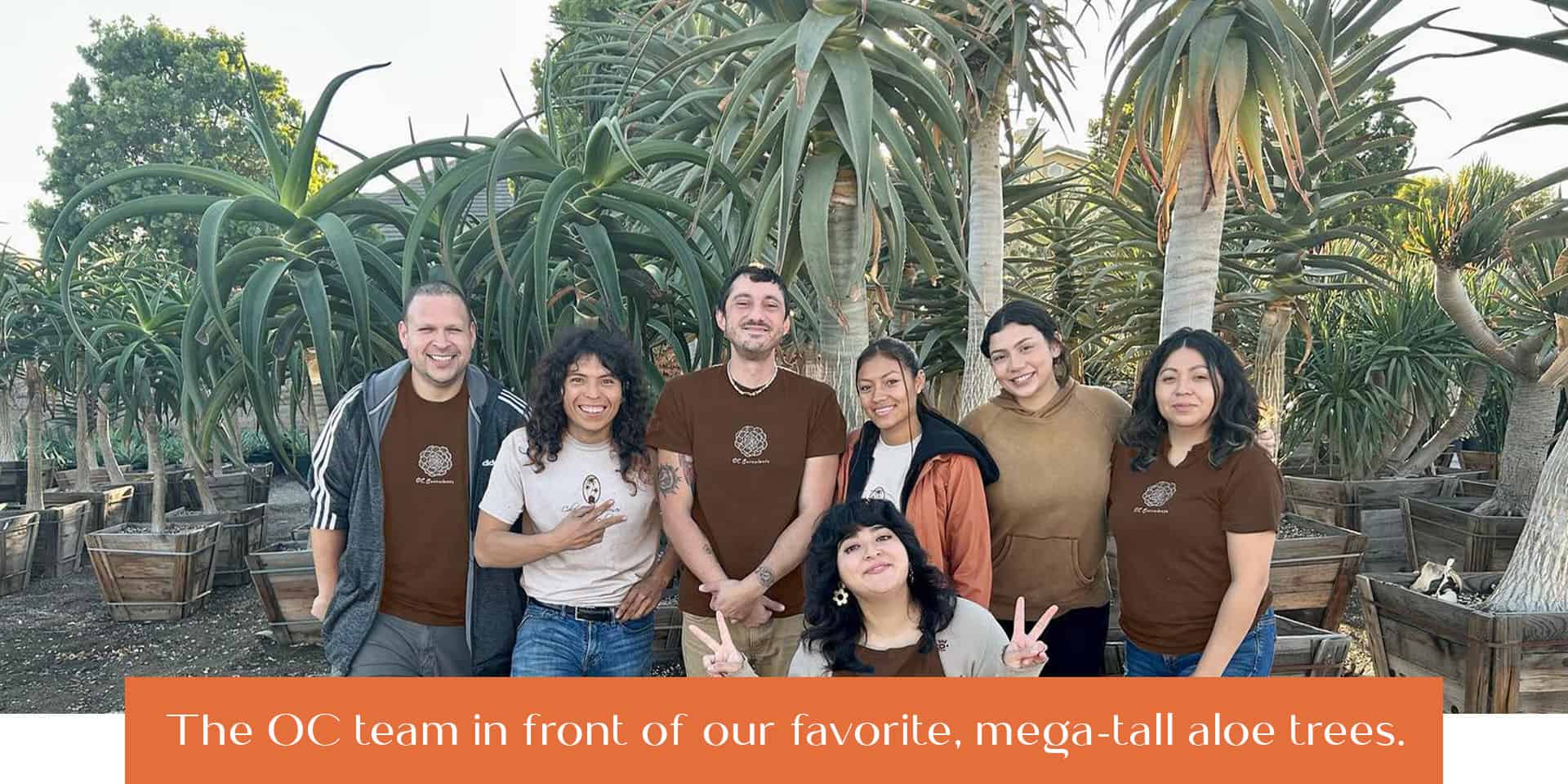 OC Succulents-California- Mega Tall Succulents-oc staff tree aloes