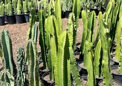 OC Succulents-California- The History of OC Succulents-tall cacti