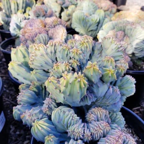OC Succulents-California- Cecilia staff at OC Succulents-assorted plants