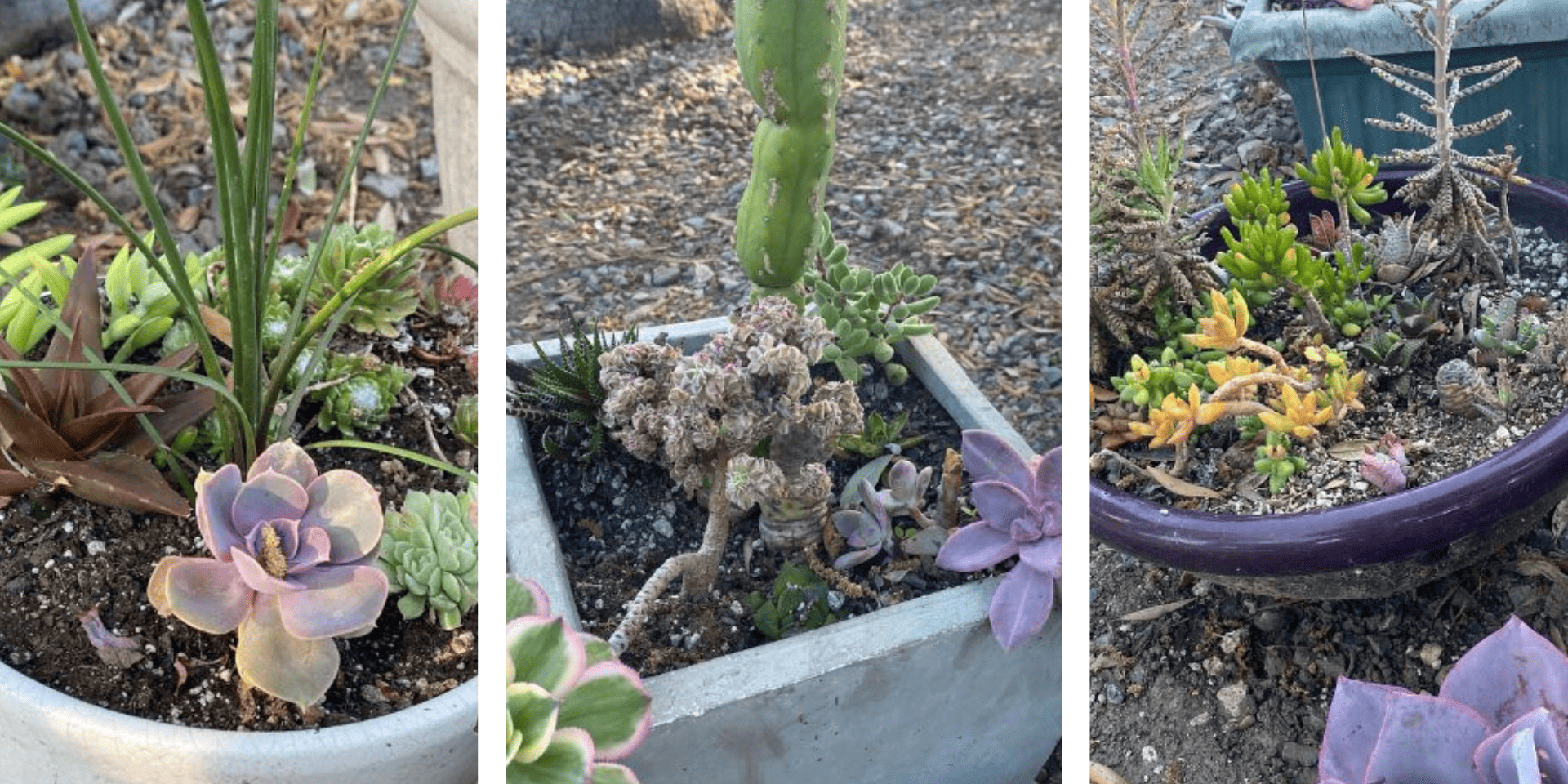 OC Succulents-California- Cecilia staff at OC Succulents-agave plant