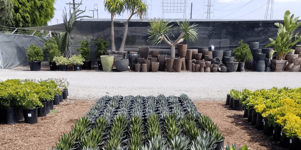 OC Succulents-California-Torrance location exterior plants