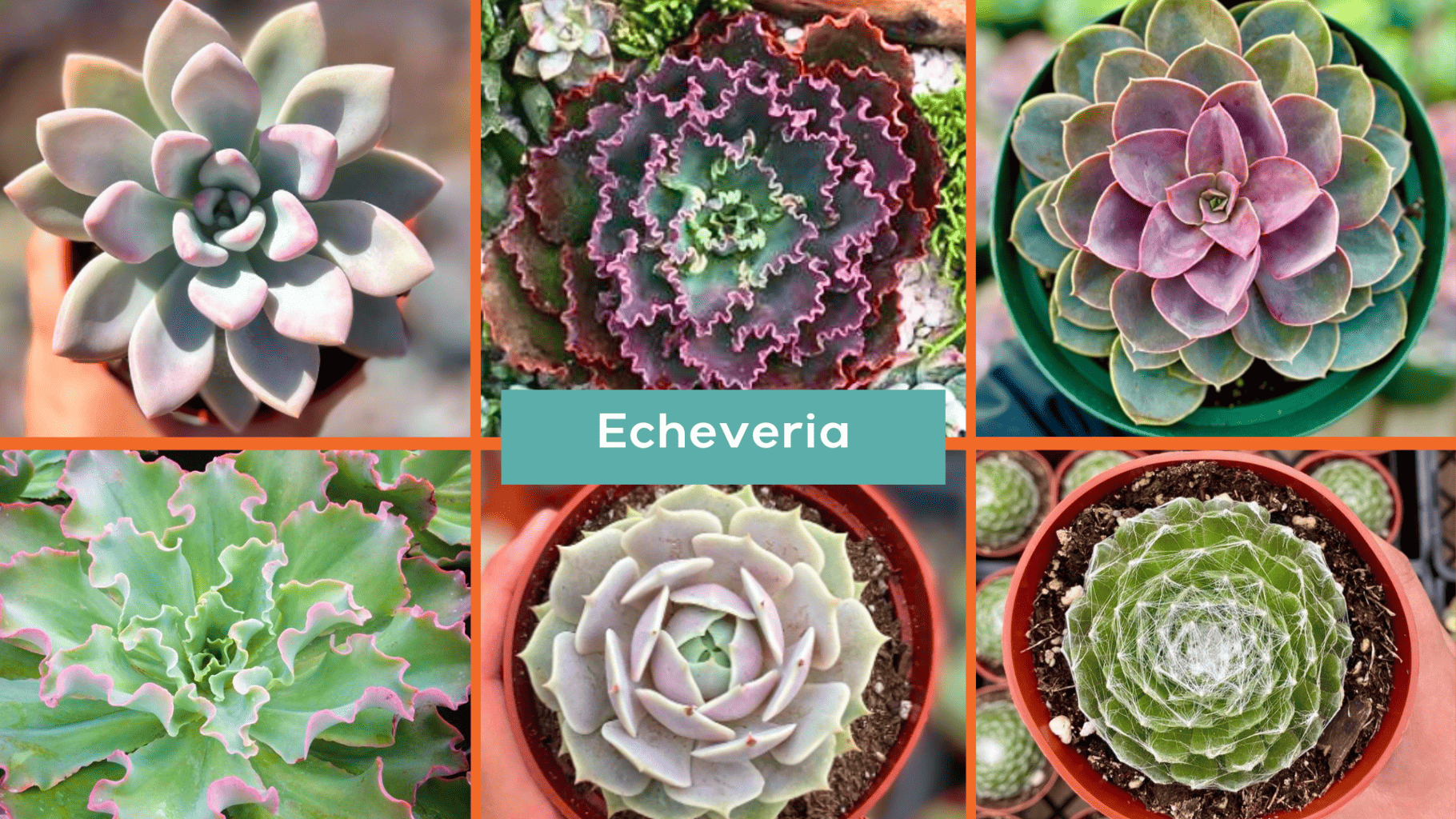 OC Succulents-California- Our People-Our Pride- Meet Cesar from OC Succulents-echeveria succulents