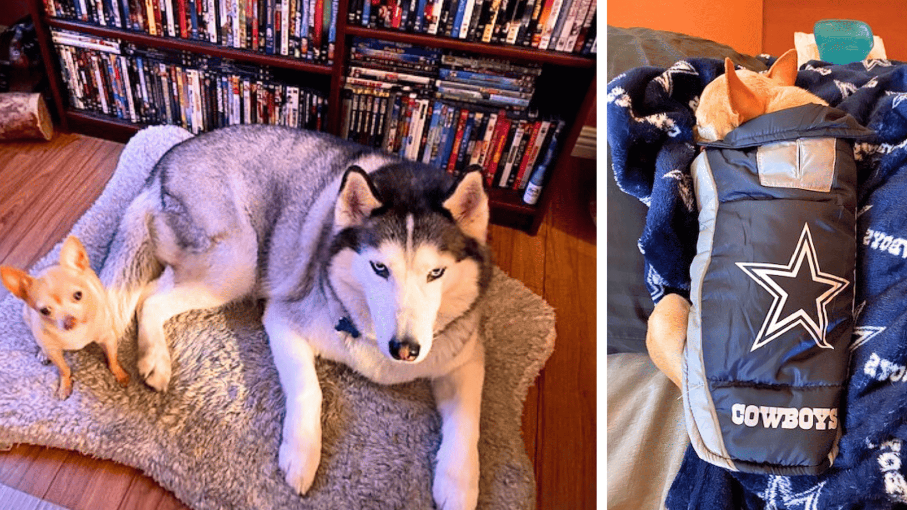 OC Succulents-California- Our People-Our Pride- Meet Cesar from OC Succulents-pet dogs