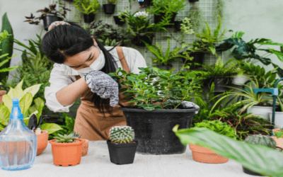 Battling the Bugs: Protecting Your Houseplants from Common Pests