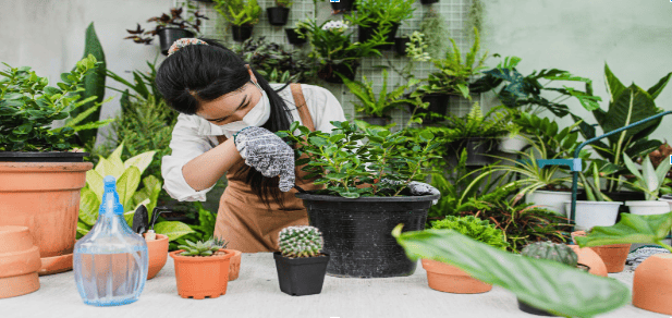 Battling the Bugs: Protecting Your Houseplants from Common Pests
