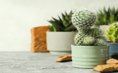 Summer Sun & Sandy Soil: Summer Indoor Plant Care Guide for Cacti & Succulents