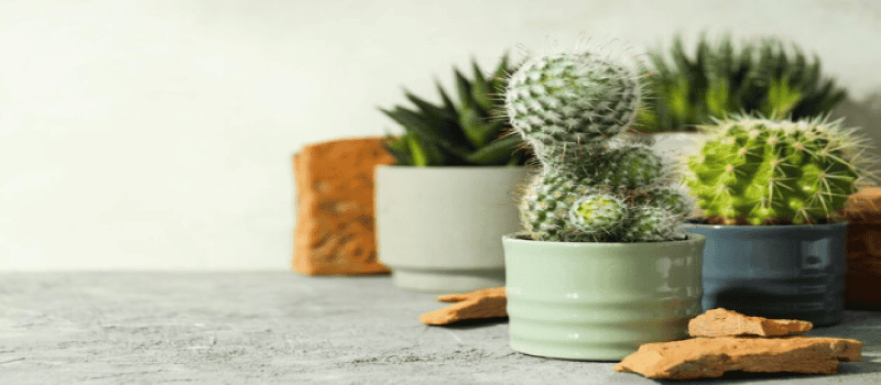 Summer Sun & Sandy Soil: Summer Indoor Plant Care Guide for Cacti & Succulents