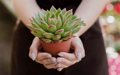 Your Summer Plant Care Guide for Landscape Succulents