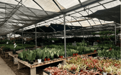 Black Friday Plants: Succulent Deals You Can’t Miss!