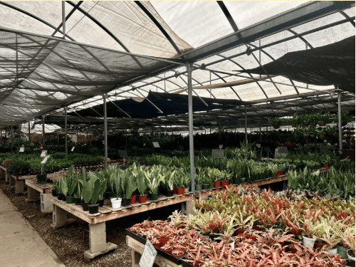 Black Friday Plants: Succulent Deals You Can’t Miss!