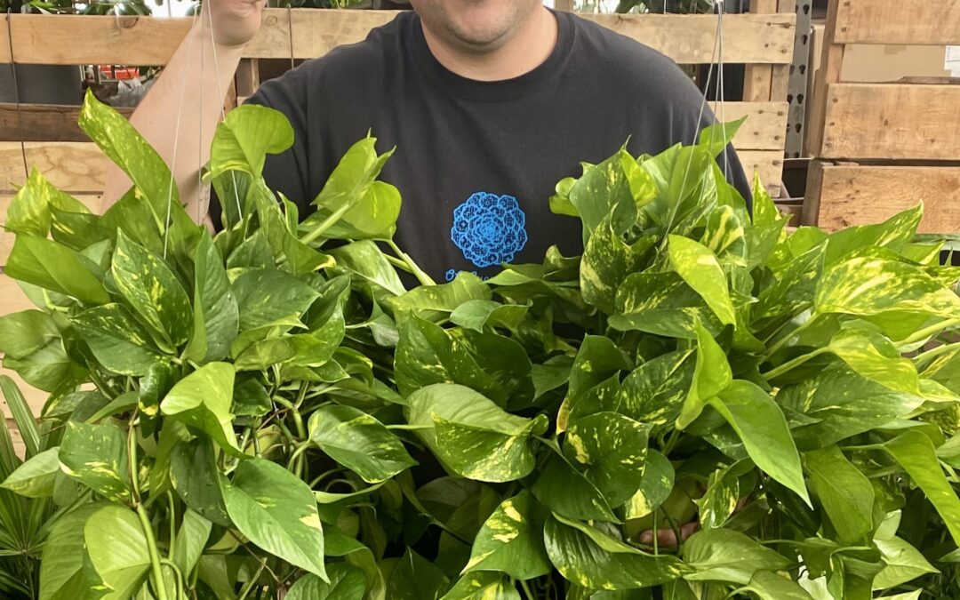 Wholesale Plants: Trust California Greenhouses for Your Success