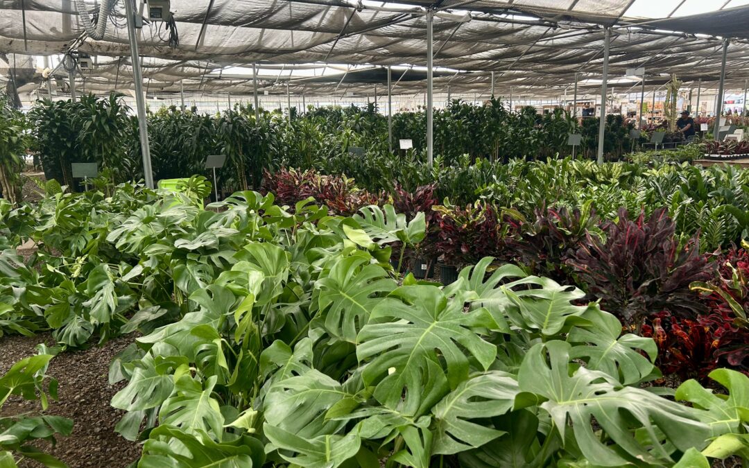 New Year, New Look: Transform Your Home with Large Indoor Plants