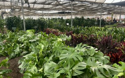 New Year, New Look: Transform Your Home with Large Indoor Plants