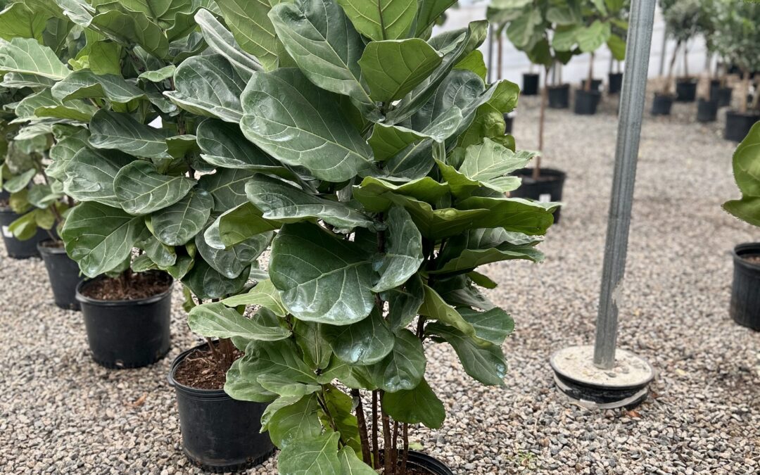 10 Statement Plants to Elevate Your Space in 2025