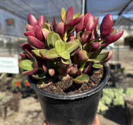 The Role of Teamwork in Our Plant Care Process