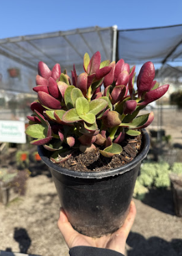 The Role of Teamwork in Our Plant Care Process