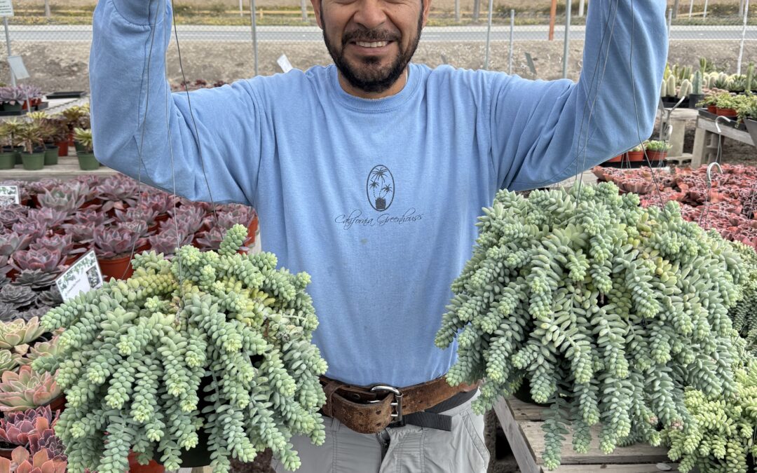 Cal Greenhouses Wholesale FAQs: Everything You Need to Know