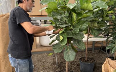 The Human Touch in Every Plant