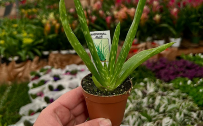 Benefits of Large Plants for Your Well-Being with OC Succulents