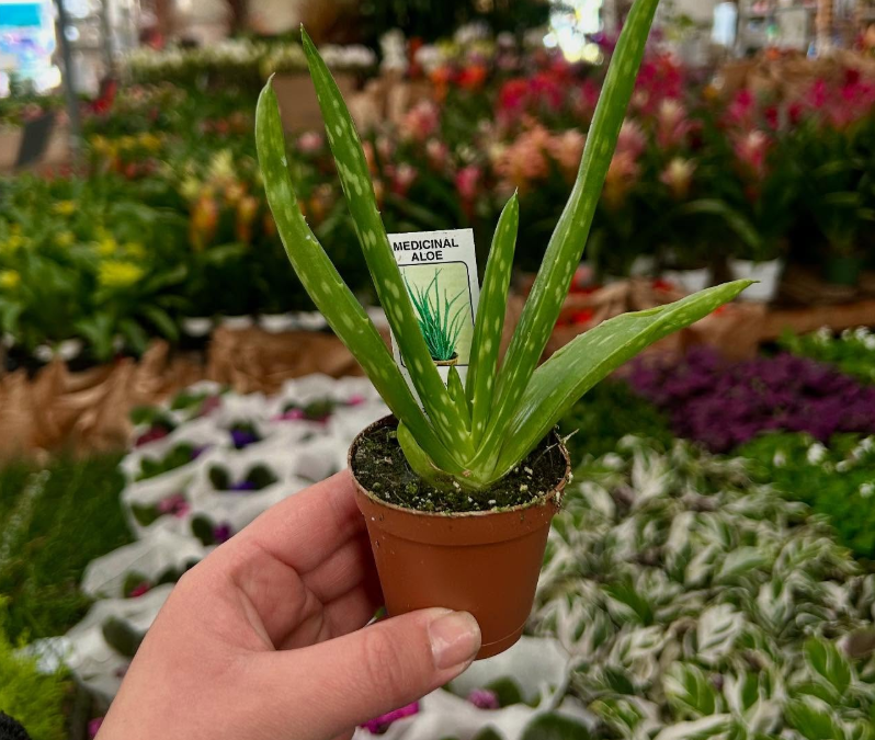 Benefits of Large Plants for Your Well-Being with OC Succulents