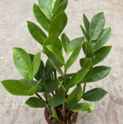 Tiny But Mighty: Benefits of 4-Inch Houseplants