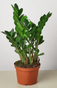ZZ houseplant
