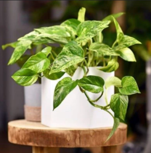 Pothos houseplant