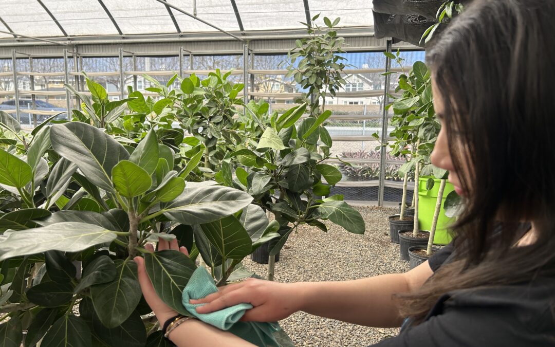 Spring Cleaning Tips: Keep Your Plants Healthy & Thriving