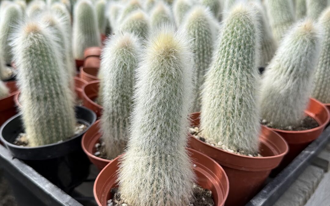 Small Cactus, Big Impact: Grow Your Sales