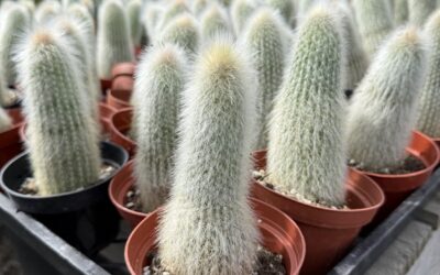 Small Cactus, Big Impact: Grow Your Sales