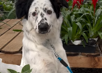 Top Pet-Friendly Plants for a Safe and Stylish Home