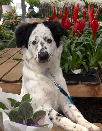 Top Pet-Friendly Plants for a Safe and Stylish Home