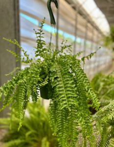 Boston Fern